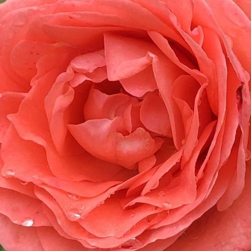 Shop - Rosa Amelia ™ - rosa - nostalgische rosen - mittel-stark duftend - L. Pernille Olesen; Mogens Nyegaard Olesen  - -